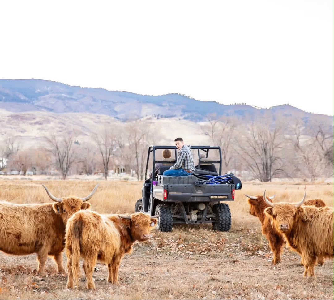 mini cows for sale