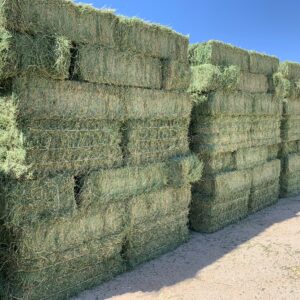 Alfalfa Hay